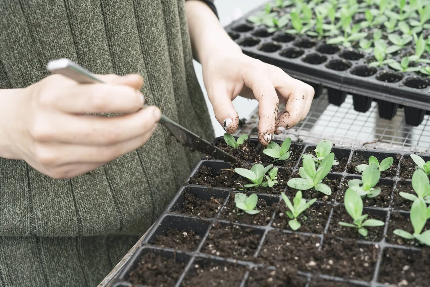 Kweker verspeent jonge plantjes